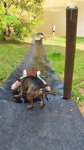 29K views · 94 reactions | Dogs On Turbo Mode! | Romana Gaming | Facebook