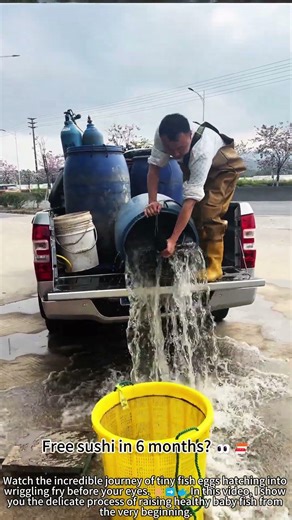 Raising baby fish from tiny eggs! 🐟✨