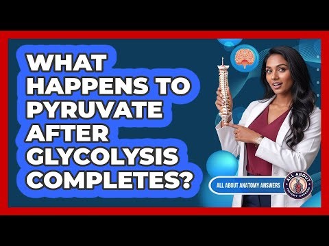 What Happens To Pyruvate After Glycolysis Completes?