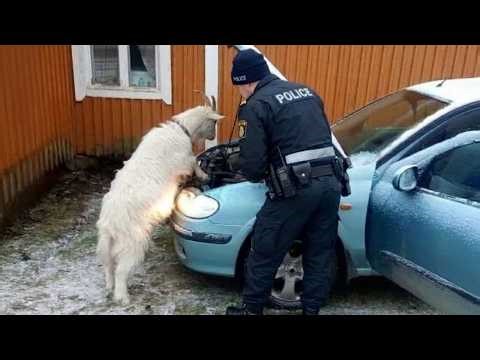 When Animals Face Off With the Police for the First Time Ever! 😂