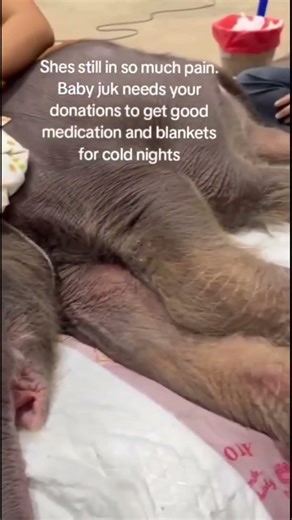 Baby Juk is still recovering after birth trauma and needs care. Please support her 💛🐘 link in bio!