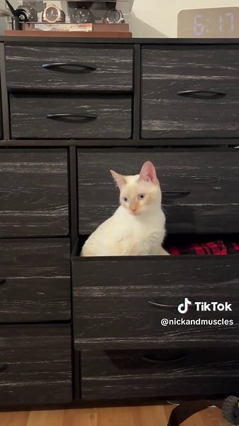 Understanding Muscles: A Lighthearted Exploration