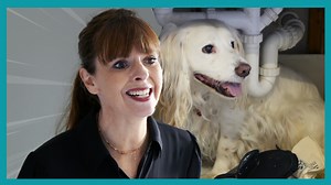 989K views · 5.4K reactions | BRAND NEW: Spaniel that has followed his owner everywhere for EIGHT YEARS can't cope with being left alone! WATCH THE FULL EPISODES now on Discovery+ (UK) https://bit.ly/3kYUaiO ▶ Get more dog training tips from Victoria Stilwell on her official site: https://positively.com ▶To enroll in Victoria’s dog training courses at the Victoria Stilwell Academy: https://www.vsdogtrainingacademy.com | Me Or The Dog | Facebook