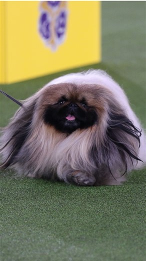 Bred to be companions to Chinese royalty, the Pekingese carries centuries of history in a small but unmistakably proud package. Known for their lion-like mane and rolling gait, this toy breed is confident, independent, and deeply devoted to their people. Tricki, Mrs. Pumphrey’s lovable Pekingese in #AllCreaturesPBS is a perfect representation of the companionship and confidence of this breed. Watch Tricki in the all-new season of #AllCreaturesPBS – airing on Sundays at 9/8c on MASTERPIECE | PBS 