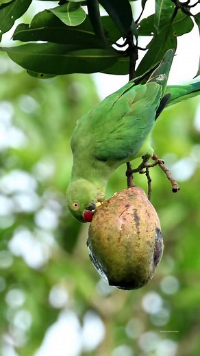 17K views · 440 reactions | Rose-ringed parakeet #reels #birds #wildlife #nature | 퐍퐚퐭퐮퐫퐞 퐏퐡퐨퐭퐨퐬 퐁퐨퐨퐤 | Facebook