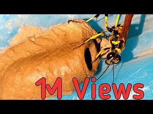 Mud Wasp Building Nest in Just Minutes! | Incredible Insect Architecture