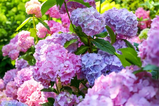 Your hydrangeas will bloom again after the summer, but only if you don't make these 3 mistakes - Netmums