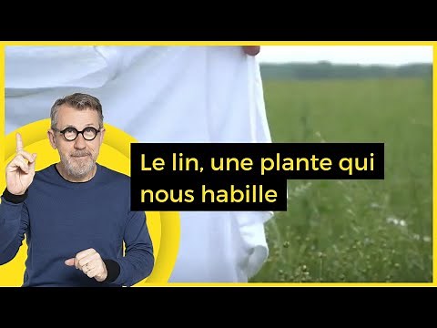Le lin, une plante qui nous habille - C Jamy