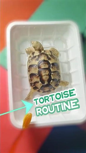 Baby Tortoise Morning Routine