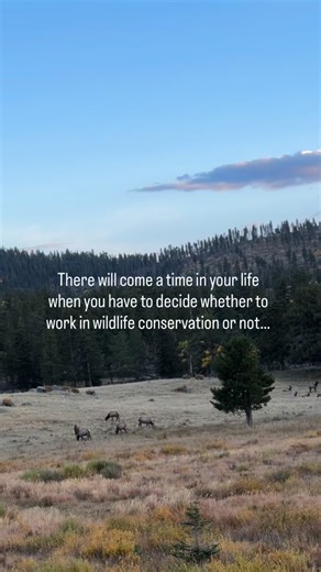 Everyday members of @thewildlifesociety stand up for wildlife, but today we celebrate it!🐾 Happy #WildlifeConservationDay from your friends at The Wildlife Society! 💚 Why did you choose to work in wildlife? 📣👇 | The Wildlife Society