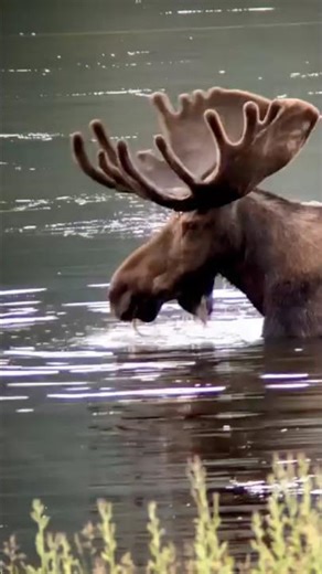 Moose 🦌 are massive, fast, and far more dangerous than most people realize #Shorts #Moose #Wildlife