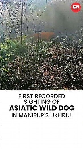 First recorded sighting of endangered Asiatic Wild Dog in Manipur's Ukhrul