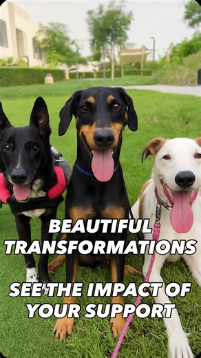 🐾✨ BEAUTIFUL TRANSFORMATIONS — MADE POSSIBLE BY YOU ✨🐾 Over the past few months, we’ve seen some incredible transformations. 💕 We just wanted to take a moment to show you the difference you make — the lives you help save, the hope you help restore. Because together, we can change everything for these animals 💛 But right now… we are drowning. 💔 We are overwhelmed, stretched to breaking point, and honestly — we see no way out unless we make an impact this weekend. We have to. How could we say