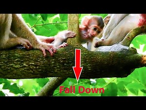 Baby monkey Fall down from tree