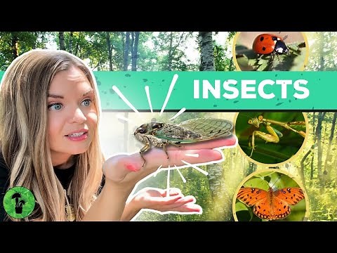 All About Insects | Life Cycle & Metamorphosis
