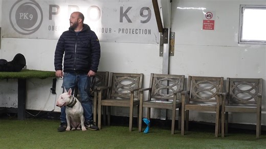 English BULL Terrier. The key is in the name. Take from it what you want.... I'm an advocate for power breeds, that show stability, balance, respect and trust to the handler. Im also an advocate for the NEMO System. The only true way to create a NEATRAL dog. #dogtraining #fyp #dogtrainer #dogtrainingtips #dogobedience #nemosystem #bullterrier | Pro K9 Services