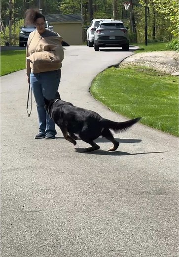 Control Your Protection Dog with Reliable Recall Training