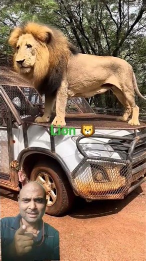“Real Lion Sitting on Car in Jungle 🦁 | Original Wild Scene | Amazing Wildlife Video” #Lion