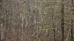 trees covered in snow during blizzard storm (snowing in forest with conifer trees) detail close up telephoto (hemlock, pine, spruce, oak tree) leaves, needles, branches foliage collecting accumulation