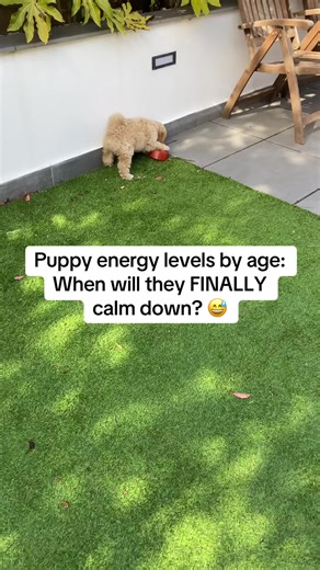 Puppy energy levels by age: When will they FINALLY calm down? 😅 I know you're exhausted... Here's what to expect: 8-16 weeks: Zoomies ALL day (Short bursts of crazy energy!) 4-6 months: PEAK energy (This is the hardest stage!) 6-12 months: Starting to settle (You'll see glimpses of a calm dog!) 12-18 months: Much calmer (They're growing up!) 18 months: Fully calm adult dog 🎉 (You'll actually miss the puppy energy!) The key to surviving? Mental stimulation physical exercise training! Want my fr