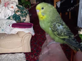 Beautiful baby budgies...