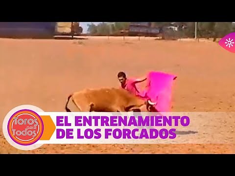 Toros para todos | El entrenamiento de los forcados en su tauromaquia ancestral