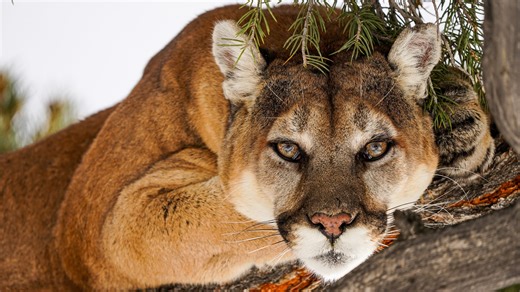 3 mountain lions spotted in North Texas. More sightings likely as cold weather arrives
