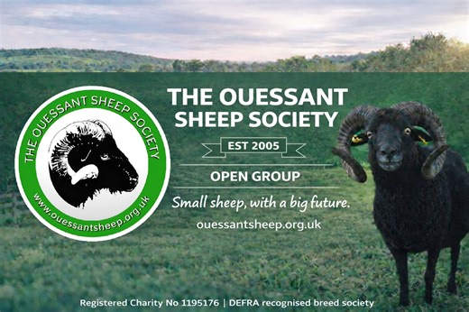 The Ouessant Sheep Society | Welcome to the Official Ouessant Sheep Society Open Group | Facebook