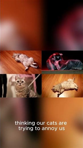 Decoding Your Cat’s “Bad” Behaviors: What Are They Really Trying to Tell You?