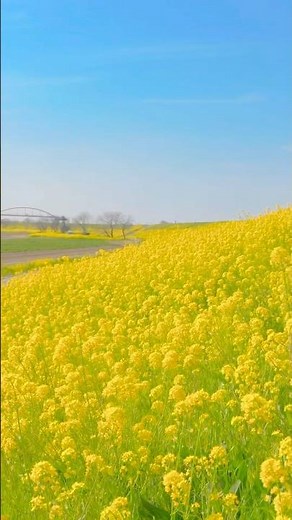 完全無料の絶景スポット💛 #埼玉 #絶景 #菜の花畑