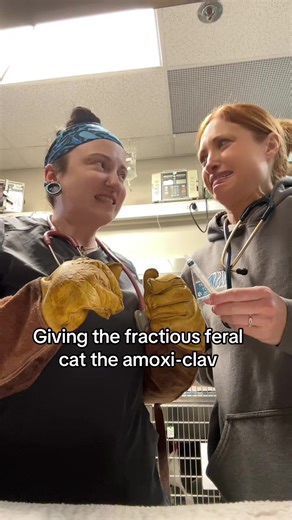 I love angry cats ❤️ ((We had 3 stable patients waiting for discharge so we did this)) • #vettech #vetmed #veterinarymedicine #emergencyroom #pettok
