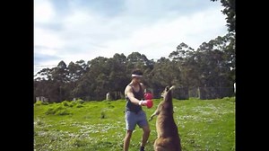 4.9K views · 75 reactions | We look at some very interesting kangaroo fights. Let's watch and learn some fight lessons and self-defense lessons! What did you see? #mma #boxing #kickboxing To try out some products and equipment for your MMA training needs: https://www.amazon.com/shop/influencer-bbbbd7c6?listId=3EGN100TEI096 | Fight Commentary Breakdowns | Facebook