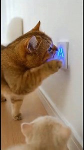 Identity Confirmed! 🐾 Just a VIP cat entering its palace. 🏰🧡 #VIPPet #CuteKitten #HomeDecor #PetCare #ViralReels | Fluffy Paws