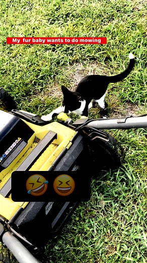 This is angel she wants to help me in mowing my yard 😊 love her & my stress reliever too #highlightseveryonefollowers #catlovers #stressreliever | Shirley Myers
