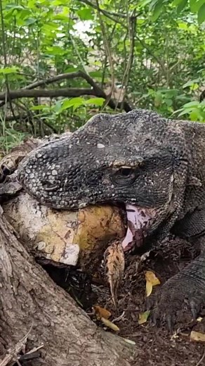 The greedy Komodo dragon devours a turtle | Top Fans