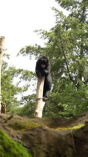 Beer in de boom! 🐻🌳 | DierenPark Amersfoort