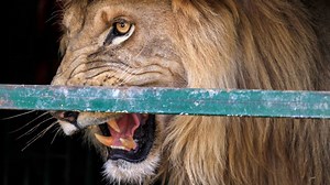 Jamaica Zoo Responds After Horrifying Video Shows Lion Biting Off Man's Finger