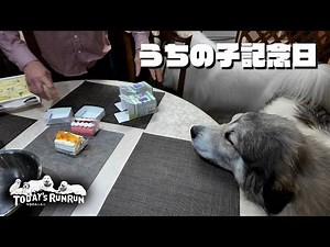 [My dog's anniversary] Bell ate the celebratory cake in seconds. Great Pyrenees
