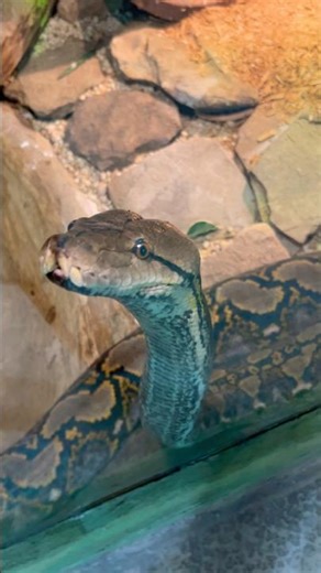 We Were THIS CLOSE to an 100 Pound PYTHON! 😱 #reptilia #python #viralshorts