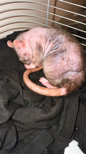 Python Prince on Instagram: "#cute #cutebaby #sleep #pet #love"