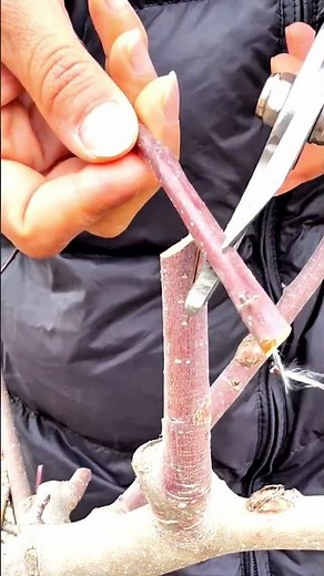 Best Way to Graft Peach Trees! #shorts