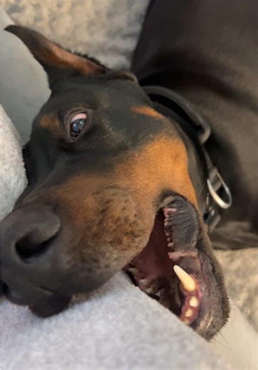 Doberman Protection Dog Training Tips