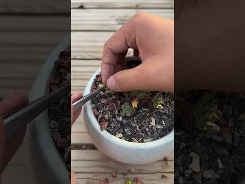 Natural Sunlight vs Grow Light for Succulents | What Works Best?