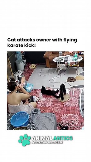 Cat performs flying karate kick on owner! 😂 #cats #FunnyCats #catlover #pets | Animal Antics