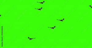 Flock or eagles of vultures flying animation chroma key, bald eagle circles in the sky for 20 seconds, on a green background