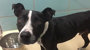 5.3K views · 141 reactions | LAST CALL FOR LOOMIS!!! The shelter has...