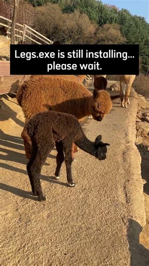 System Error 404: Balance Not Found 💾🦙