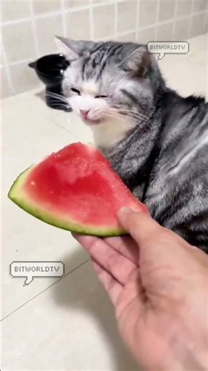 cat with funny facial expressions