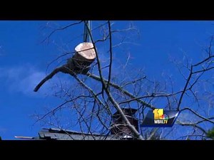 Video: Crews remove tree that fell into house