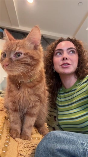 Why Cats Make the Best Pets for Cat Lovers